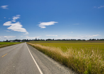 Wall Mural - Road going through the field in Skagit county, Washington, USA under a clear sky