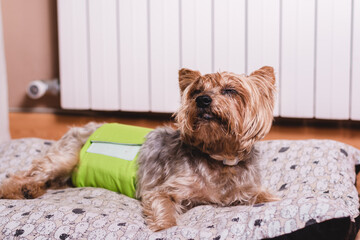 Wall Mural - Senior Yorkshire terrier lying on his bed and wearing a diaper for urinary incontinence.