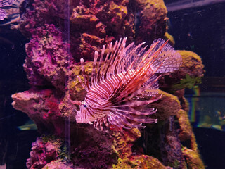 The Lion Fish of Riverdale