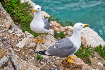 Wall Mural - Sea gulls on the rocky shore