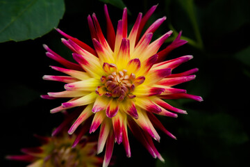 Poster - Close-up shot of a Semi Cactus Dahlia 