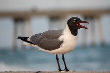 Laughing Gull With An Open Beak On The Shore