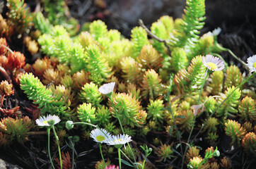 Selective shot of a tasteless stonecrop (Sedum sexangulare) plant with beautiful common daisies