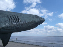 Shark Sculpture Outside The Deep In Kingston Upon Hull