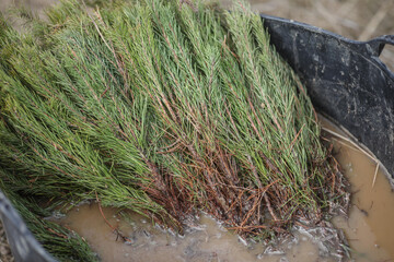 Closeup shot of Red fescue grass in a dirty bowl of dirty water