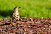 Closeup Of A Brown Thrasher Bird Standing On Woodchips With A Green Grass Background