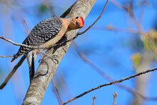 Closeup Of A Red Bellied Woodpecker Perched On A Tree