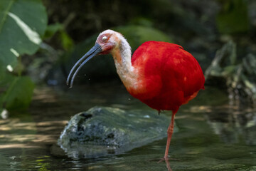 Wall Mural - Close-up shot of a Scarlet ibis in a forest river
