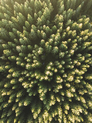 Wall Mural - Big forest during sunrise from above.