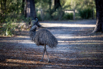 Canvas Print - Emu bird of Australia