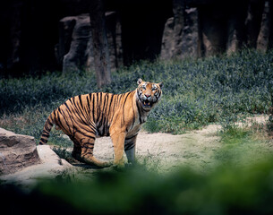 Poster - Adult tiger alertly looking at something in the wild