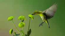 White-eyed Bird Feeding On The Nectar Of Green Flowers On A Blurred Green Background