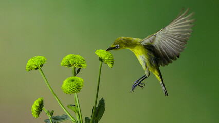 Wall Mural - White-eyed bird feeding on the nectar of green flowers on a blurred green background
