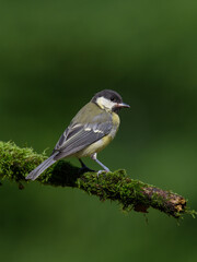 Poster - Vertical selective focus shot of a Great Tit bird sitting on a branch covered with green moss