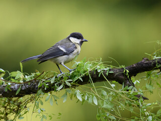 Poster - Close-up portrait of a forest bird - great tit, on a branch on a sunny day