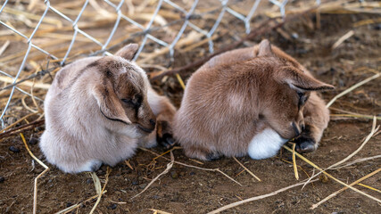 Sticker - Cute Nigerian Dwarf goats sleeping on the farm near the fence