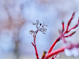 Sticker - Closeup shot of a frosted tree branch