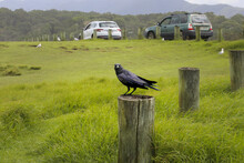 Crow Sitting On Tree Stump