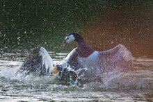 Nile Goose (Egyptian Goose) Fighting A Nun Goose In Basel, Switzerland