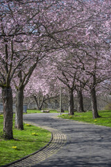 Wall Mural - Vertical photo of blooming sakura, cherry blossom alley in a park