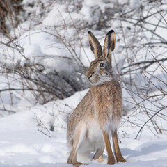 Wall Mural - Cute hare in the winter forest, Snow background, white trees, wild animal