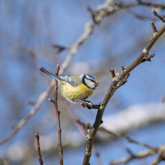 Wall Mural - Small tit with bright bluish-yellow plumage on a twig in spring