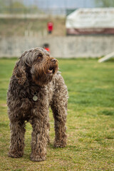 Wall Mural - Selective of a cute labradoodle in a park