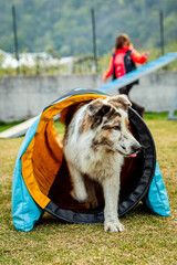 Sticker - Selective of a dog on an agility field