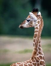 Vertical Close-up Of Baby Giraffe