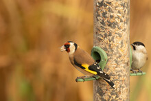 Closeup Shot Of A Goldfinch And A Marsh Tit, Perched On Bird Feeder Eating Sunflower Seed