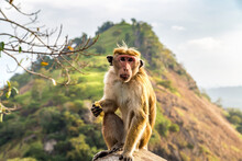 Wild Monkey In Sri Lanka