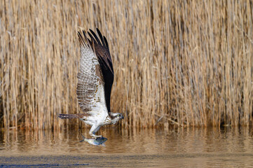 Wall Mural - Osprey bird fishing for Alewife fish in the pond during spring