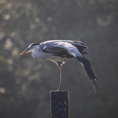 Wall Mural - Beautiful shot of a grey heron