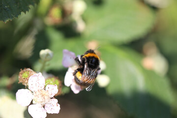 Canvas Print - Closeup of a bumblebee sitting on a flowering raspberry