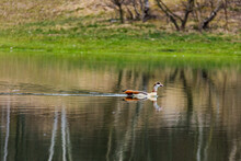 Lone Mallard Duck Floating On A Calm Lake With Reflection Of Trees On The Surface