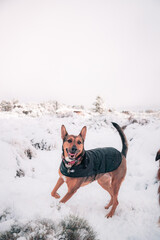 Sticker - Beautiful shot of a German Shepherd dog running on white snow ground on a winter day