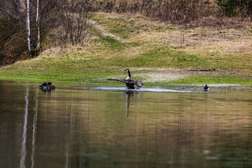 Poster - Small body of water near the shore with the geese playing and swimming