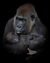 Vertical Shot Of A Male Gorilla Holding Its Baby On A Black Background