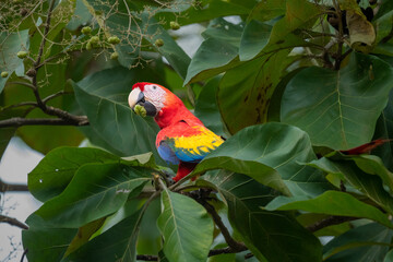 Wall Mural - Macaw parrot perched on a tree in Manuel Antonio National Park, Quepos, Costa Rica