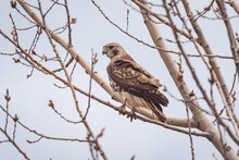 Lone Common Buzzard Eagle Perching On A Tree Branch In Toronto, Canada
