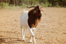 Boer Billy Goat Shows Buck With Horns On Farm For Strength.