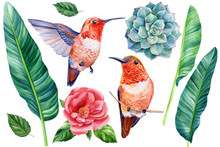 Set Floral Elements, Hummingbirds, Rose, Palm Leaves Isolated On White Background. Watercolor Tropical Illustration