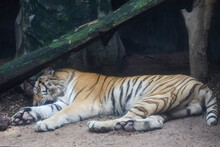 Close Up Bengal Tiger Is Sleep And Beautiful Animal