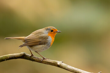 Wall Mural - European robin (Erithacus rubecula), known simply as the robin or robin redbreast searching for food in the forest in the Netherlands