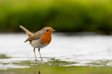 Poster - European robin (Erithacus rubecula), known simply as the robin or robin redbreast searching for food in the forest in the Netherlands