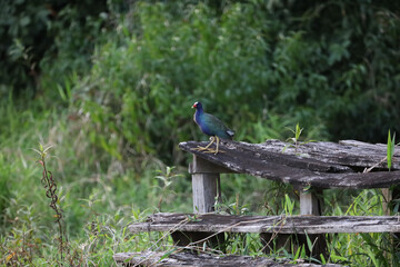 Wall Mural - Purple Gallinule