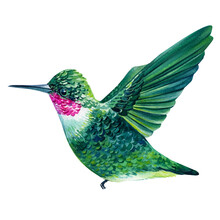Bright Little Bird, Hummingbird Isolated On White Background. Watercolor Illustration 