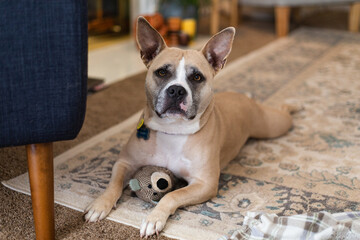 Dog Poses With Her Toy