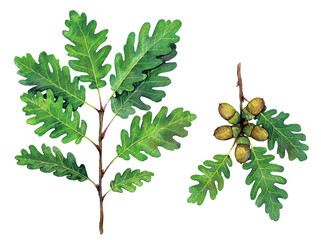 watercolor sessile oak, cornish oak or irish oak branches. quercus petraea isolated on white backgro