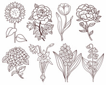Vector Flowers. Linear Botanical Illustration: Sunflower, Rose, Tulip, Peony, Hydrangea, Daffodil, Hyacinth, Lily On The Valley . Floral Clipart